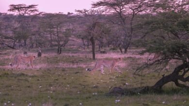 cosmic gateway to infinity