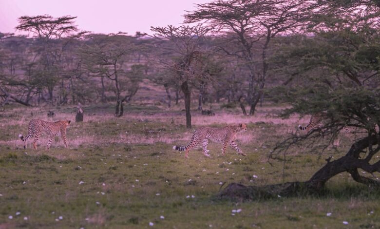 cosmic gateway to infinity